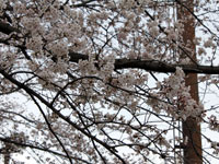 満開の桜(２)