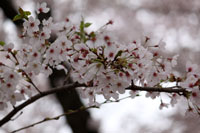満開の桜（１）