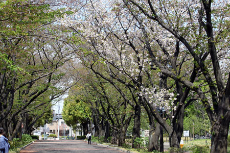 府中の森公園の桜並木