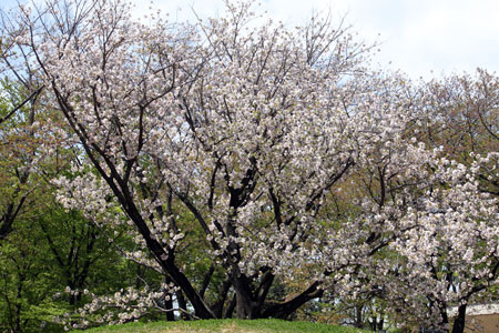 桜並木の中で満開の山桜