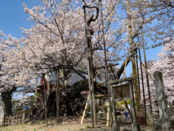 実相寺境内の山高神代桜