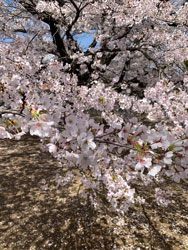 南アルプスと桜