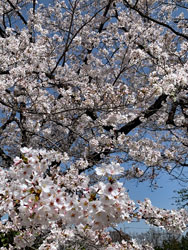 実相寺境内の山高神代桜