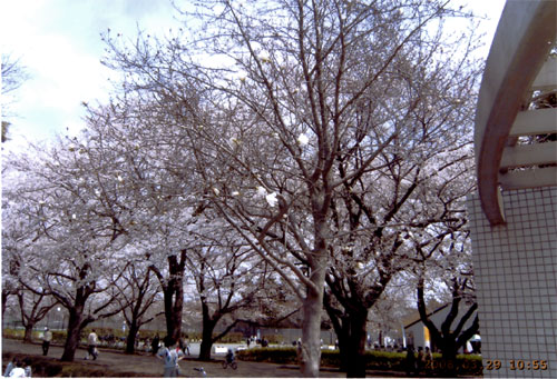 会場近くの満開の桜